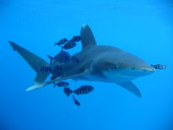 Oceanic Reef Shark with Pilot fish by Michael Moore 